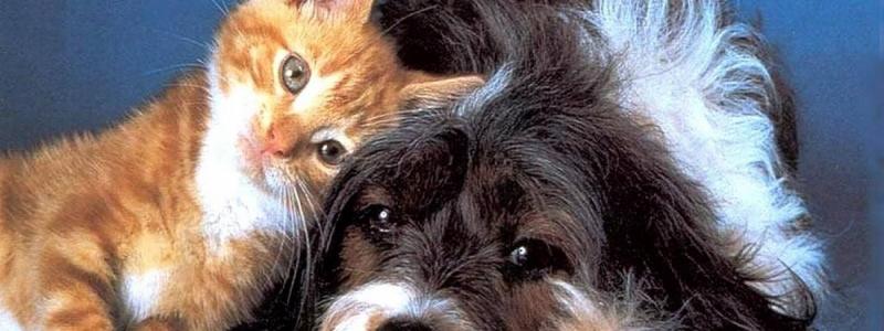 Brasil adota passaporte para cães e gatos