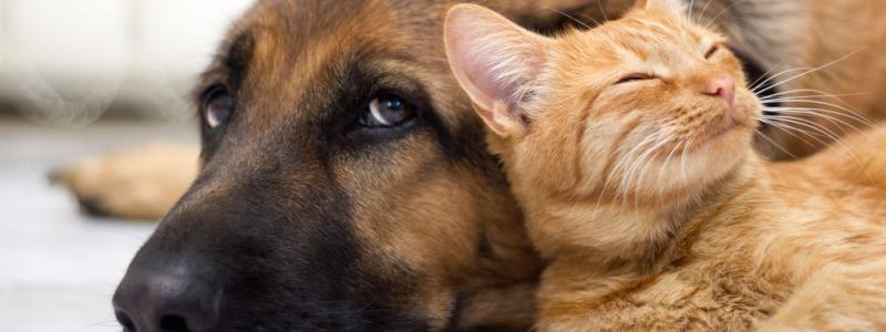 Vida de animais em condomínios edilícios