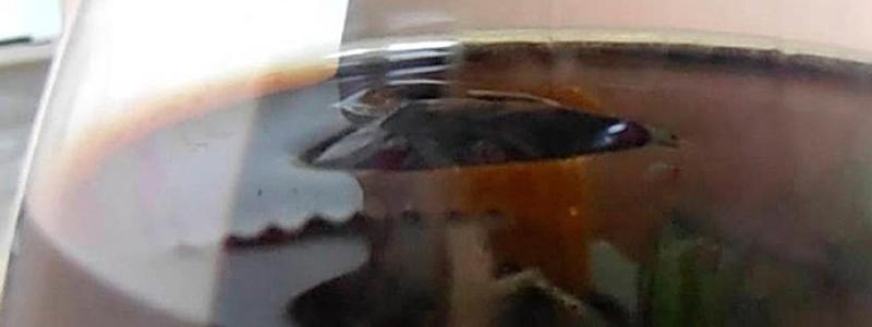 Consumidor será indenizado por encontrar corpo estranho em refrigerante