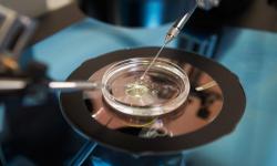 Segundo STJ, plano de saúde não é obrigado a custear fertilização in vitro