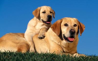 Decisão autoriza a permanência de labrador em apartamento